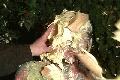 preview pic piefightgirls.com